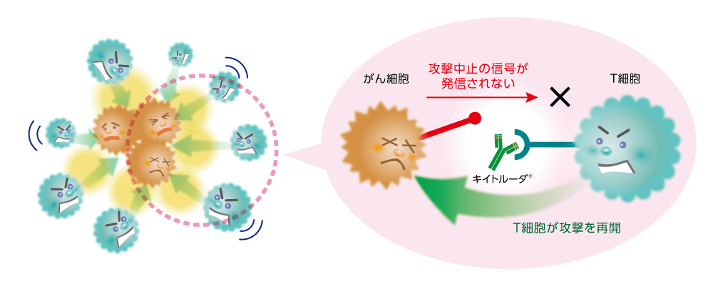 キイトルーダ®の作用のイメージ